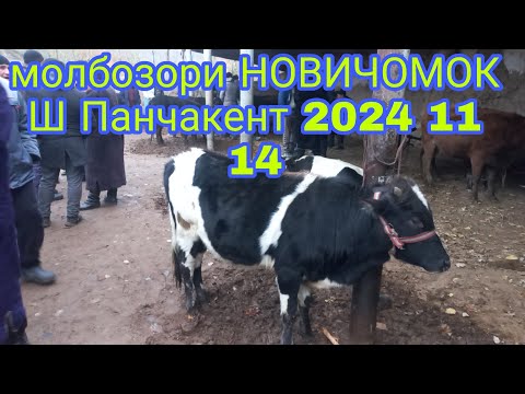 Видео: Молбозори НОВИЧОМОК Ш ПАНЧАКЕНТ 2024 11 14👉+992929323888номериман