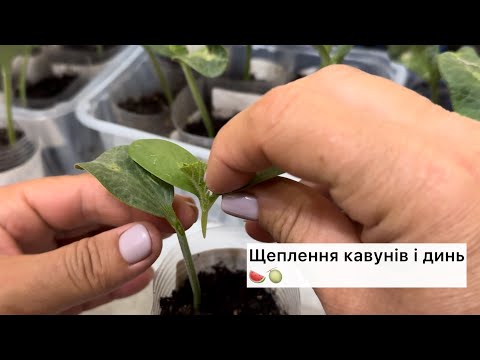 Видео: Щеплення кавунів і динь🍉🍈 І результат через 6 днів