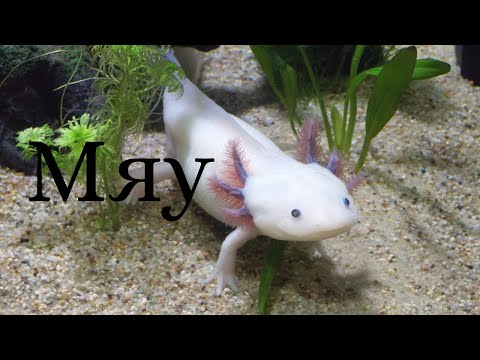 Видео: Аксолотль - содержание в домашних условиях. Советы по уходу