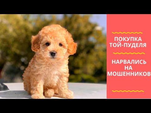 Видео: Мы завели той-пуделя после развода мошенников на OLX