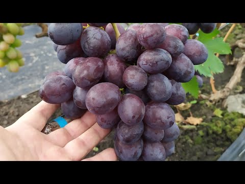 Видео: Последний ВИНОГРАД в октябре 2025г. Часть 2