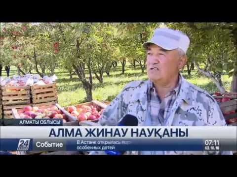 Видео: Жетісу өңірінде алма жинау науқаны аяқталуға жақын