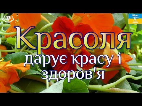 Видео: Красоля дарує красу і здоров'я