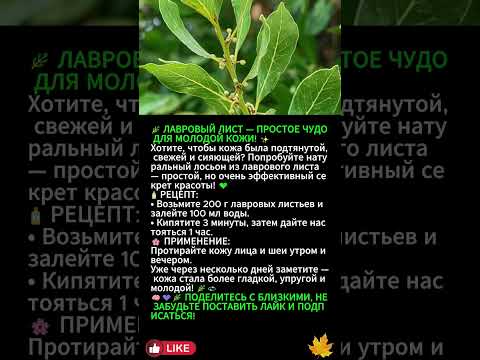Видео: 🌿 **ЛАВРОВЫЙ ЛИСТ — СЕКРЕТ МОЛОДОСТИ И КРАСИВОЙ КОЖИ!** ✨