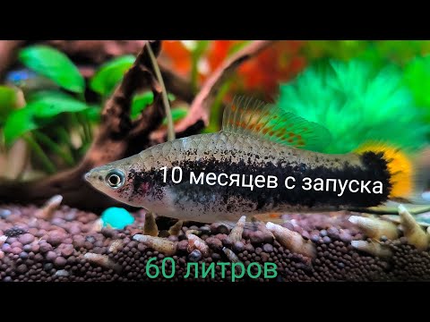 Видео: 10 месяцев с запуска.60 литров.4К.31 октября 2024