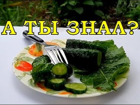 Видео: Что делать с переросшими ОГУРЦАМИ? Супер-рецепт👌👌👌