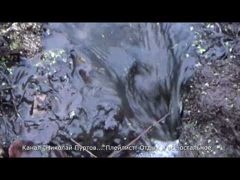 Видео: Затор,плотина,бобры??