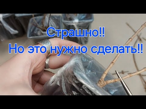 Видео: Как обрезать молодые саженцы гортензии?🤷‍♀️