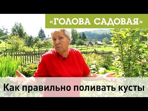 Видео: Голова садовая - Как правильно поливать кусты