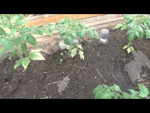 Видео: Как выглядят мои томаты и перцы после заморозков