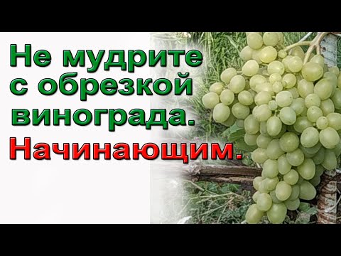 Видео: Не мудрите с обрезкой винограда. Начинающим.