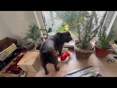 Видео: неприятная приятность или ЧОКУПИЛ для дома на Юге // помогает МАСЯ распаковывать покупки