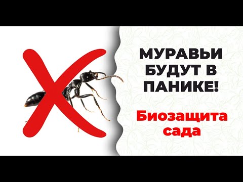 Видео: Безвредно для вас, опасно для муравьев! Супер Кыш-Муравей. Прекрасная Гузалия