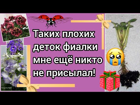 Видео: Видео для новичков! Показываю какие детки фиалки могут прислать и 2 способа как исправить эту про...