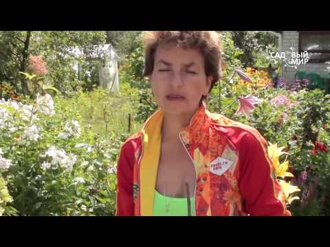 Видео: Болезни пионов. Почему вянут листья у пионов. Сайт "Садовый мир"