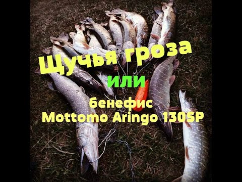 Видео: Щучья гроза или бенефис Mottomo Aringo 130SP.
