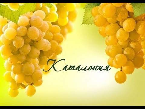 Видео: Виноград сорта "Каталония", урожай  2018. Grapes "Catalonia"