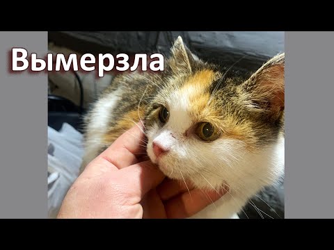 Видео: Неделя на морозе, потери уже видны.