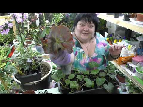 Видео: черенки бегоний из посылки. что делаю.