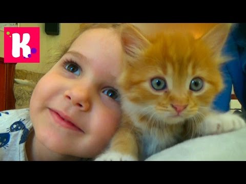 Видео: Кошка Мурка питомец Кати и Макса