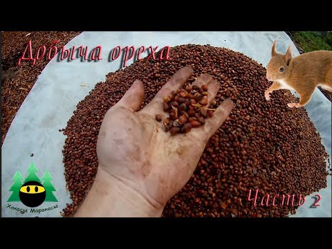 Видео: Добыча кедрового ореха (Часть 2) | Production of pine nuts (Part 2)