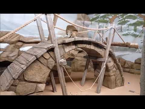 Видео: Кайко оторвал кольцо с верёвкой и переглядывается с фотографом, который его снимает 30.10.2025