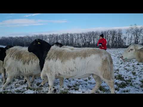 Видео: Дорпер. Австралийская генетика Кая Дорпер на Ставрополье. 💯🐏💪