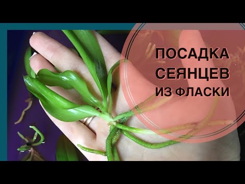 Видео: Посадка сеянцев из фласки