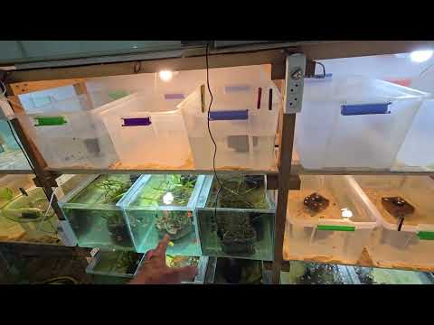 Видео: Что с МЕГА нерестом?