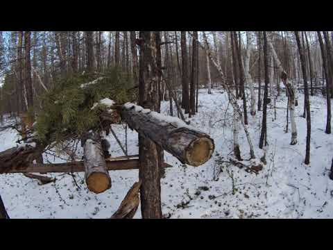 Видео: Охота на соболя. Очередная проверка, соболь на всем путике.