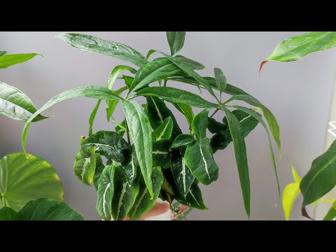 Видео: Мои способы черенкования и укоренения комнатных растений.