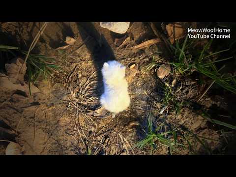 Видео: Пожалуйста, спаси её! Бездомный котёнок на грани смерти, спутник блокирует путь, прося о помощи