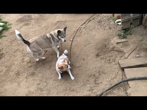 Видео: Работаем с козами и козовником//Нашли друг друга//Готовимся к заморозкам.Убираем тыкву