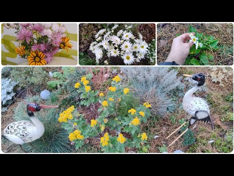 Видео: Нові хризонтемки🍂🍁🍂Прогулянка садом.Дача, Прибираю в теплиці.