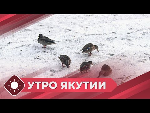 Видео: Утро Якутии: Погодные аномалии (28.10.25)