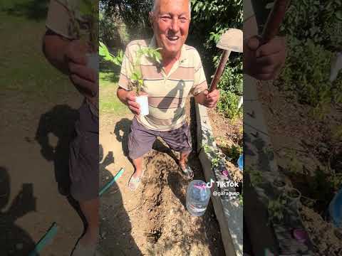 Видео: Даскала сее лющян 