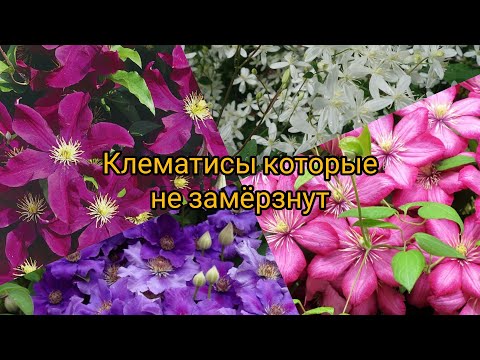 Видео: МОРОЗОСТОЙКИЕ КЛЕМАТИСЫ. 3 группа обрезки. Цветение на побегах текущего года. ОБЗОР.
