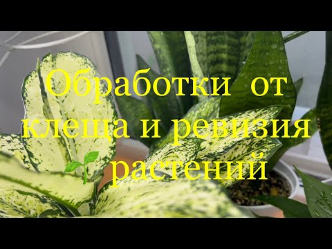 Видео: Ревизия орхидей часть 1