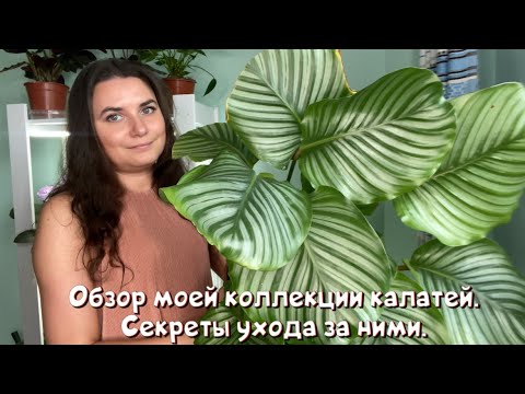 Видео: Обзор моей коллекции калатей, семейства марантовых. Секреты ухода за ними.