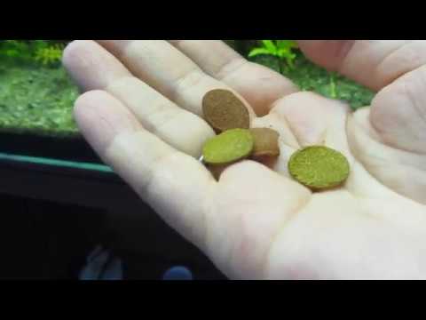 Видео: Как кормить сухим кормом рыбок и ампулярий