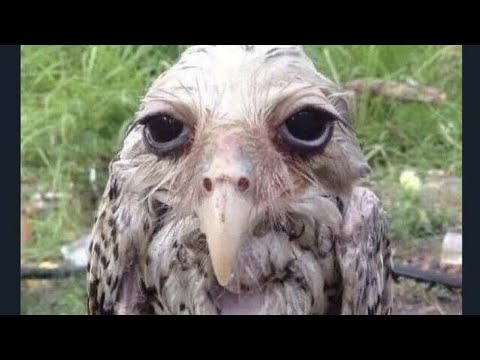 Видео: ВСЕМ ПРИВЕТ ДРУЗЬЯ )