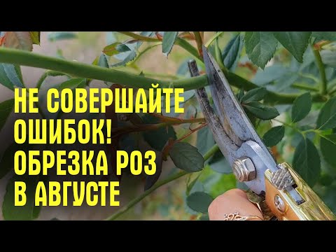 Видео: Не совершайте ОШИБОК! Как ОБРЕЗАТЬ РОЗЫ В АВГУСТЕ