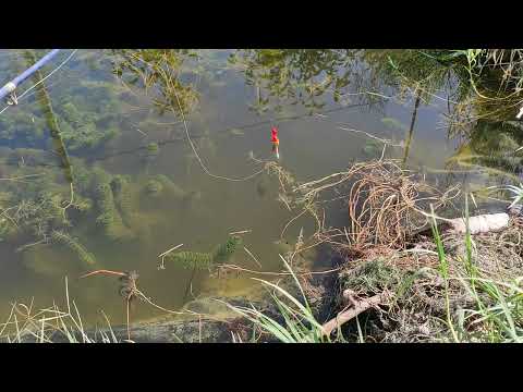 Видео: Рыбалка в пруду, маленький пруд #рыбалка #fishing #pool #карась #пруд