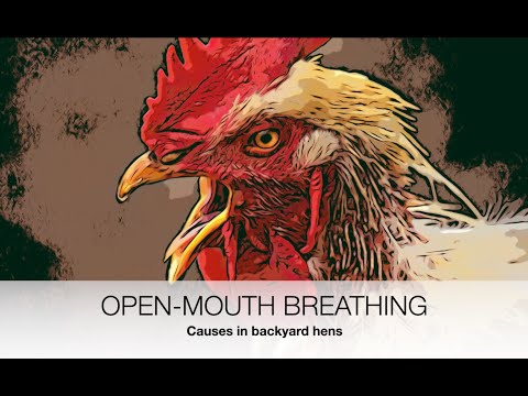 Видео: Дыхание открытым ртом у кур: РЕАЛЬНЫЕ ПРИЧИНЫ! | Sez the Vet