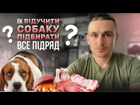 Видео: Як відучити собаку пилососити все підряд?