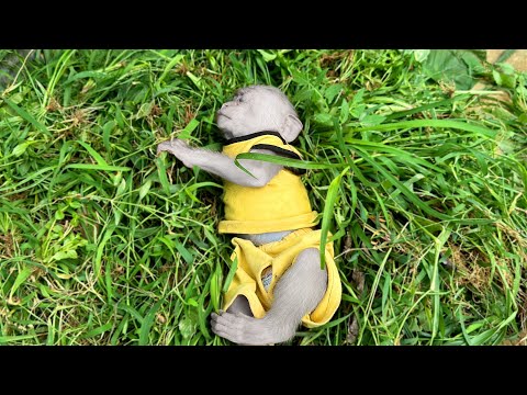 Видео: Не смотри... Что делает мама, чтобы Хаки лежал неподвижно???