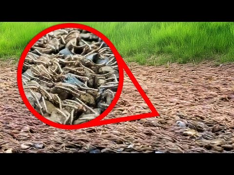 Видео: Пугающие Находки На Природе