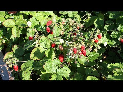 Видео: Как подготовить землянику к зиме  Что делать с ремонтантной земляникой в ноябре