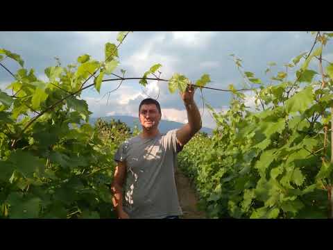 Видео: Зеленая обрезка лозы (чеканка винограда) часть 3.