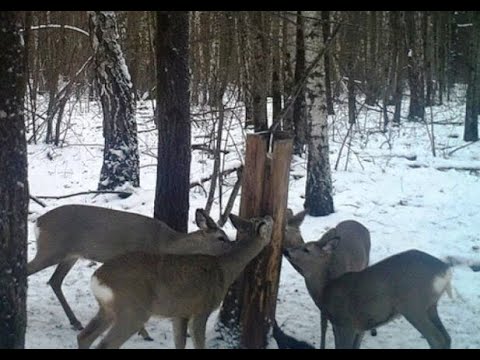 Видео: Закладки травы и соли. Биотехнические мероприятия Bookmarks of grass and salt. Biotechnical measures